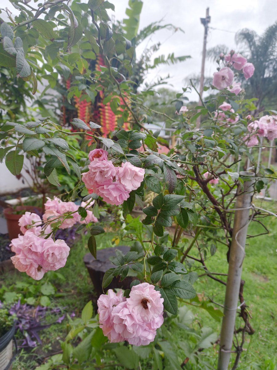 cindynaidoo3's tweet photo. My beautiful #flowers are enjoying the #Rains #Heliconia #PinkRoses #IceBergRoses #Hydrangeas #Lavender #Poinsettia #GardenLover❤️ #IloveSummer 🦋🐞🐝🌺🌻🦜 https://t.co/onS6kOKIha