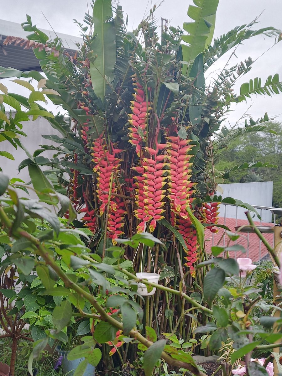 cindynaidoo3's tweet photo. My beautiful #flowers are enjoying the #Rains #Heliconia #PinkRoses #IceBergRoses #Hydrangeas #Lavender #Poinsettia #GardenLover❤️ #IloveSummer 🦋🐞🐝🌺🌻🦜 https://t.co/onS6kOKIha