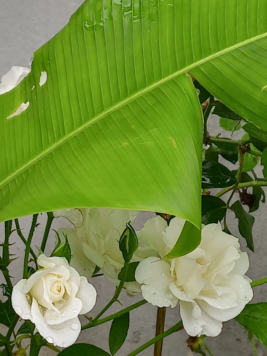 cindynaidoo3's tweet photo. My beautiful #flowers are enjoying the #Rains #Heliconia #PinkRoses #IceBergRoses #Hydrangeas #Lavender #Poinsettia #GardenLover❤️ #IloveSummer 🦋🐞🐝🌺🌻🦜 https://t.co/onS6kOKIha