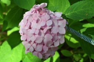 rightplantz's tweet photo. Meet the Hydrangea macrophylla 'Glowing Embers'  A botanical blaze of beauty! Known for its vibrant red blooms and lush foliage, this hydrangea variety brings fiery elegance to your garden. #GlowingEmbers #HydrangeaLove #GardenMagic 
https://t.co/KabAJ1RKlR https://t.co/5yWUj7kH7e