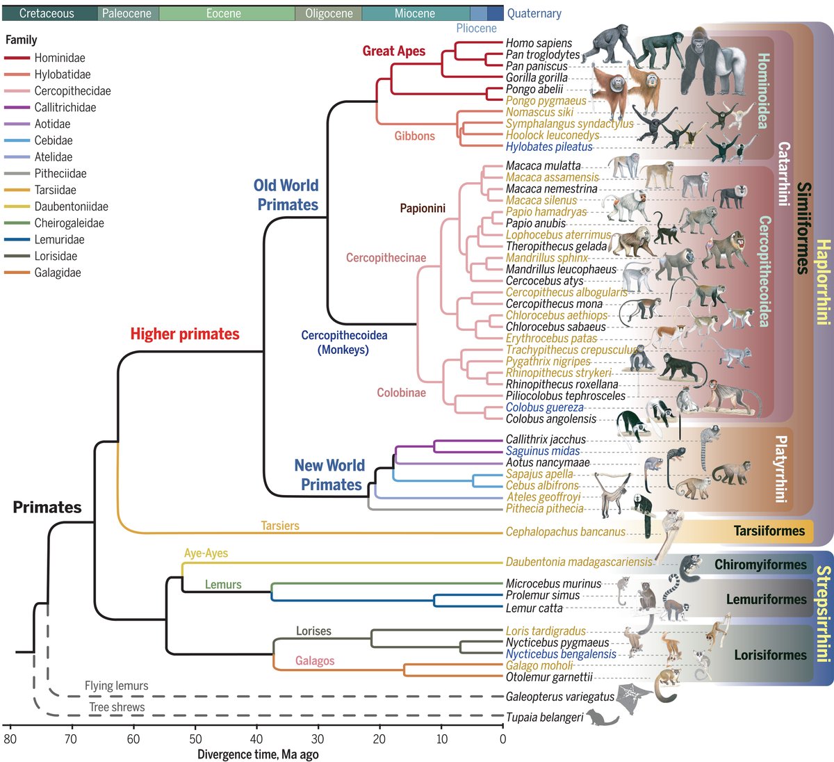 ScienceMagazine's tweet photo. Despite the importance of nonhuman primates, reference genomes have been sequenced in <10% of species. 

A Science study presents high-quality reference genomes for 27 primate species, adding to available resources. https://t.co/vqD1A2xi6l #PrimateGenomes https://t.co/xnJ67mOUga