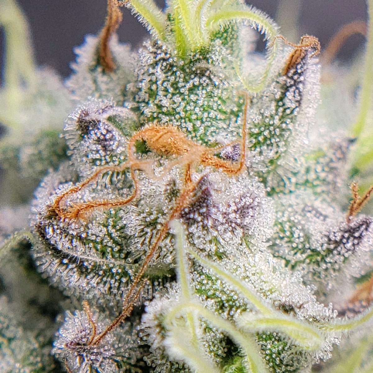 valleyremedy's tweet photo. up close and personal...
#valleygrowers #cannafam #cannaland #cannabisculture #weed #organic #gardening #cannabis #marijuana #plants #cannabiscommunity #homegrown #staylifted #cannabisgrowers #garden #growyourown https://t.co/fhJ1eLRayP