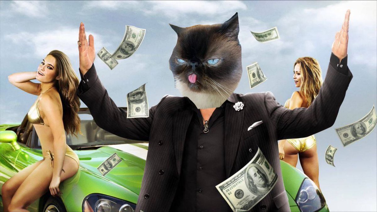 derpcatsolana's tweet photo. F*ck this weeee on oneeee 🤑💰 #derpcat 2 da mewn 🚀🌕@DERPCATSOLANA https://t.co/1LkBQDVzco