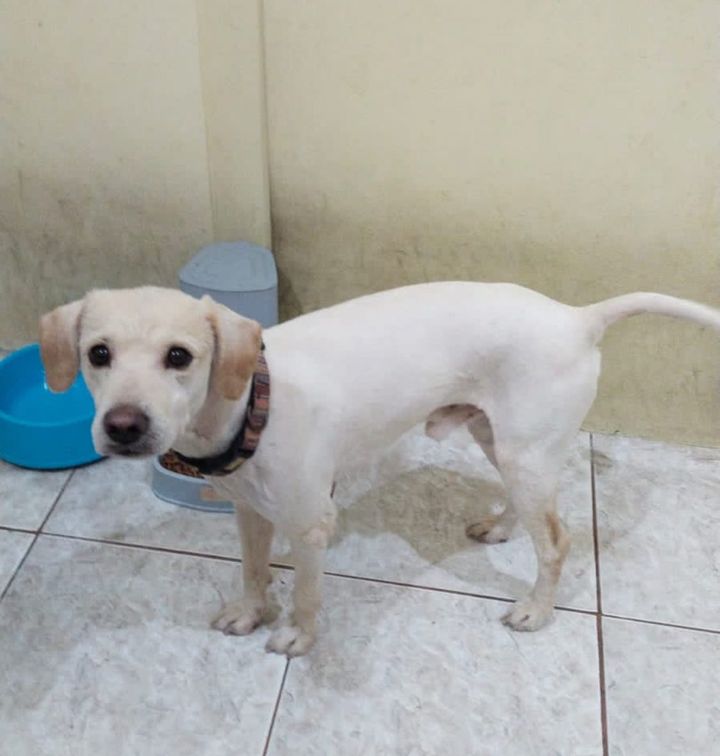 AlertaMePerdi's tweet photo. #PERDIDO #GUAYAQUIL
Nombre: #RAGNAR
Fecha: 27/12/23
Sector: Sur,Francisco  Segura y la 22ava.
Sexo: Macho
Raza: Mestizo
Obsv.: Color crema entero
Contacto: 0996017052
¡Ayúdalo a volver con su familia!
#AlertaMePerdí https://t.co/Zy9eQ8OiTX