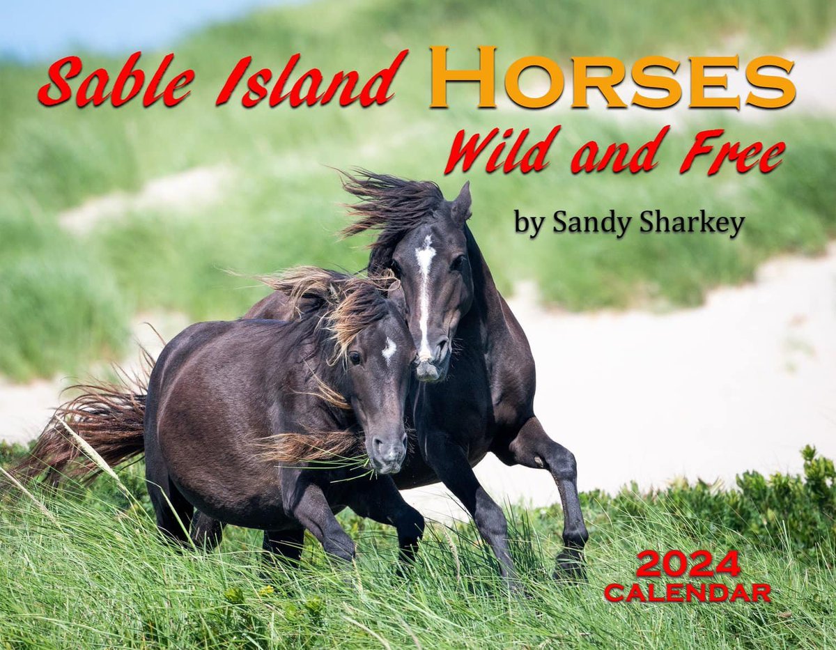 Boxing Week Sale!  2024 calendars 'Sable Island Horses Wild and Free', regularly $35 each-  now just $25!  Shipping is free within Can/USA.  Click here to order:  sandysharkey.com/2024-calendars
#wildhorsesofsableisland #sableisland #sableislandwildhorses #horsesofsableisland