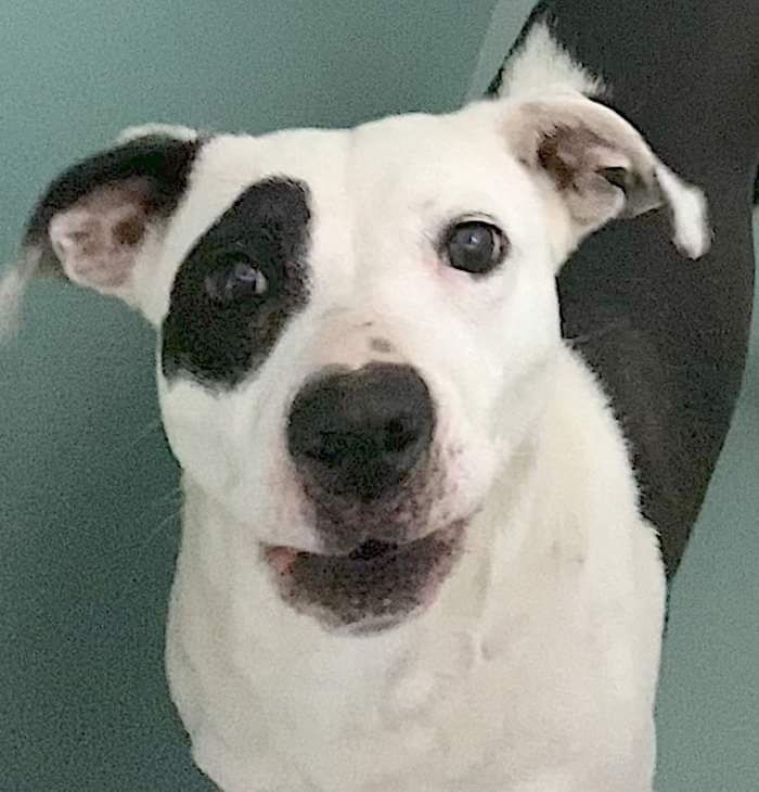MyBoxerLuvMac1's tweet photo. Breaks my heart 2 say that dear 6yo
💔Island💔 was killed !
Failed by ppl, then Killed!
Precious girl deserved so much more!
His life mattered + he'll never be forgotten.
Fly high dear angel.
We love you.😢💔 https://t.co/fciL3HdoJQ