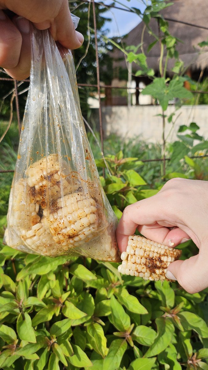 Una bolsa de elotes 🌽 con limón y chile piquín, y automáticamente tu paseo por #Mérida se vuelve más bonito 🙂

#VisitMéridaMx