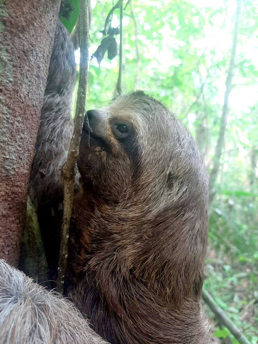 madidijungle's tweet photo. #MadidiJungle, desde Rurrenabaque, te ofrece caminatas guiadas diurnas &amp; nocturnas para la observación de la vida silvestre al interior de la TCO Uchupiamona y #ParqueNacionalMadidi, considerada la reserva natural del mayor diversidad biológica del mundo! https://t.co/Dd3I8DSPMK