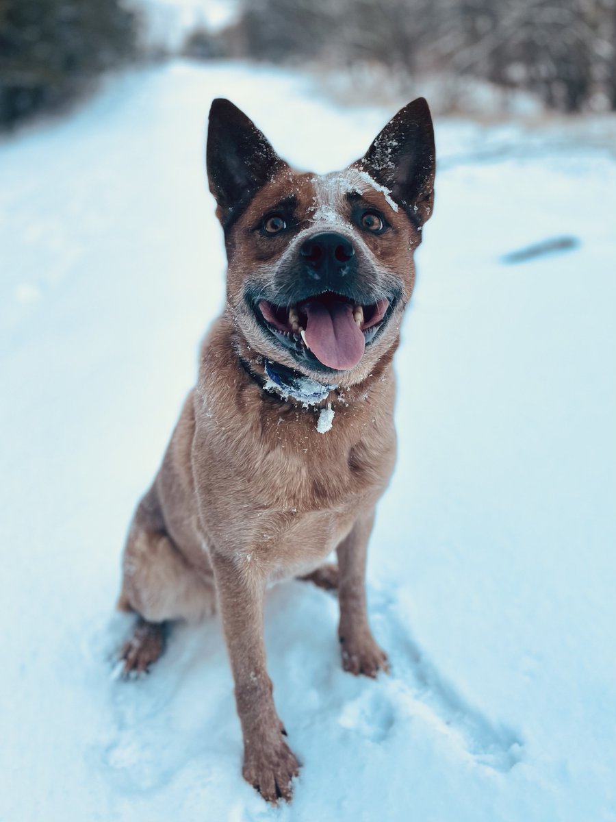 Diamond Pet Foods tweet media