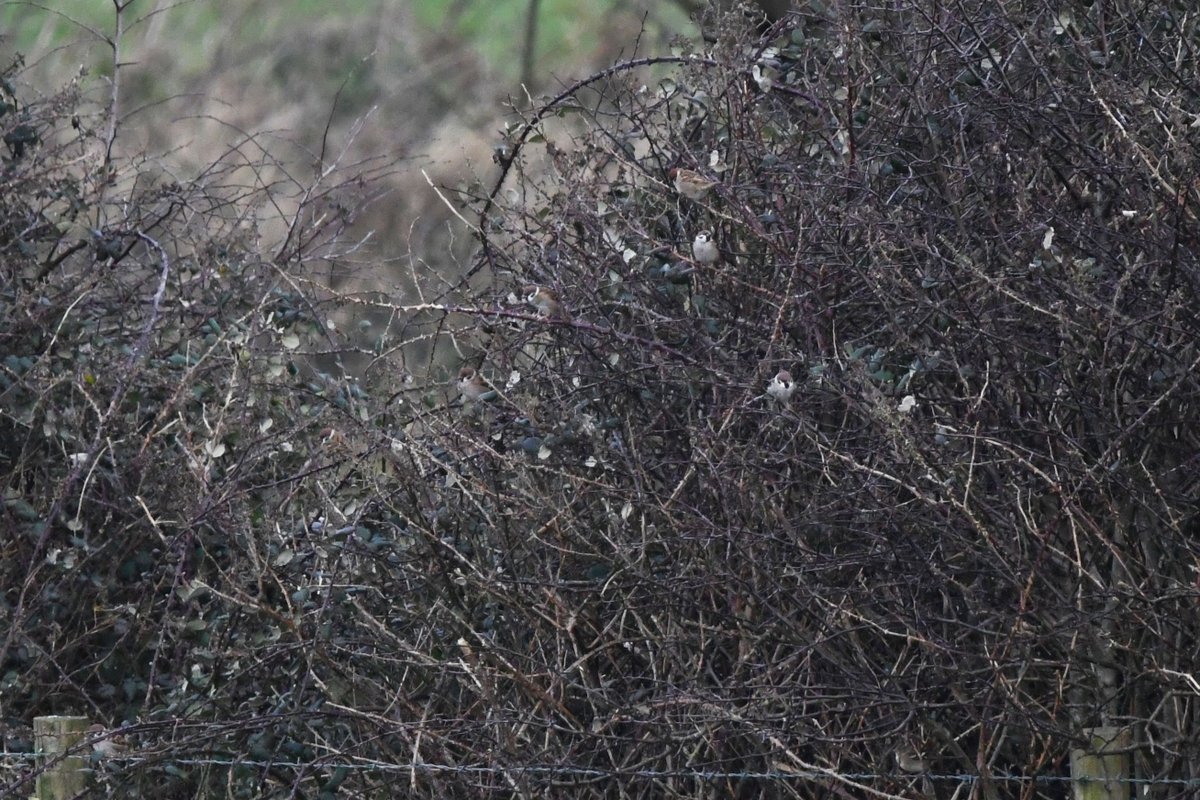 David Kelly tweet media