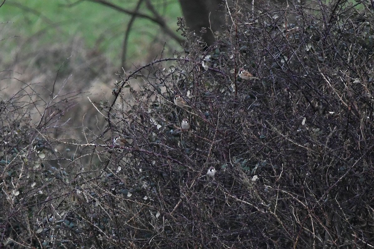 David Kelly tweet media