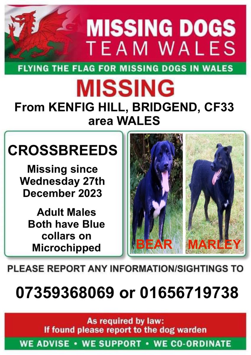 ‼️BEAR AND MARLEY BOTH MISSING #KENFIGHILL, #BRIDGEND, #CF33 area #WALES Wednesday 27th December 2023 Both microchipped and wearing Blue collars ‼️PLEASE RING NUMBERS WITH ANY INFORMATION/SIGHTINGS