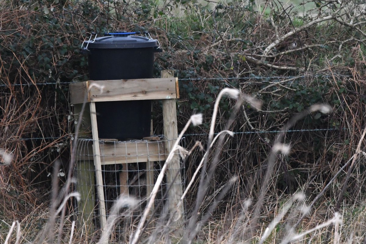 David Kelly tweet media