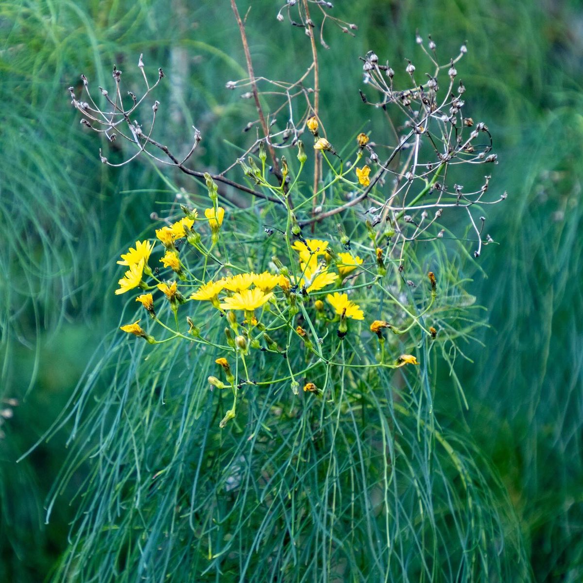 Me ofrezco a recibir la belleza #valsequillodegrancanaria