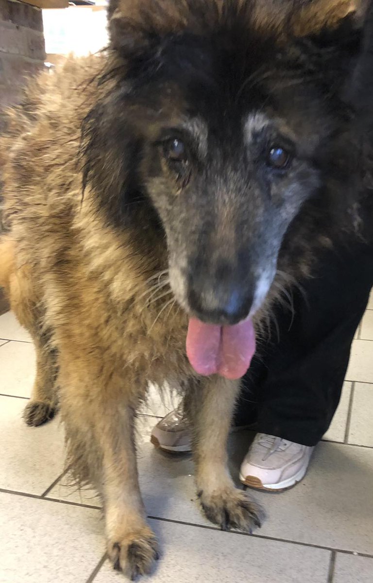 The_Animal_Team's tweet photo. 🆘🆘 DOES ANYONE RECOGNISE THIS ELDERLY GERMAN SHEPHERDX? 🆘 #Found on 27/12/23, in #BerrowRoad #BurnhamOnSea #TA8 area. Elderly #GermanShepherdX who is chipped but phone numbers out-of-date. DL: https://t.co/OusAIJtoZ2 #FoundDog #dogsoftwitter https://t.co/WGCv2nMxlk