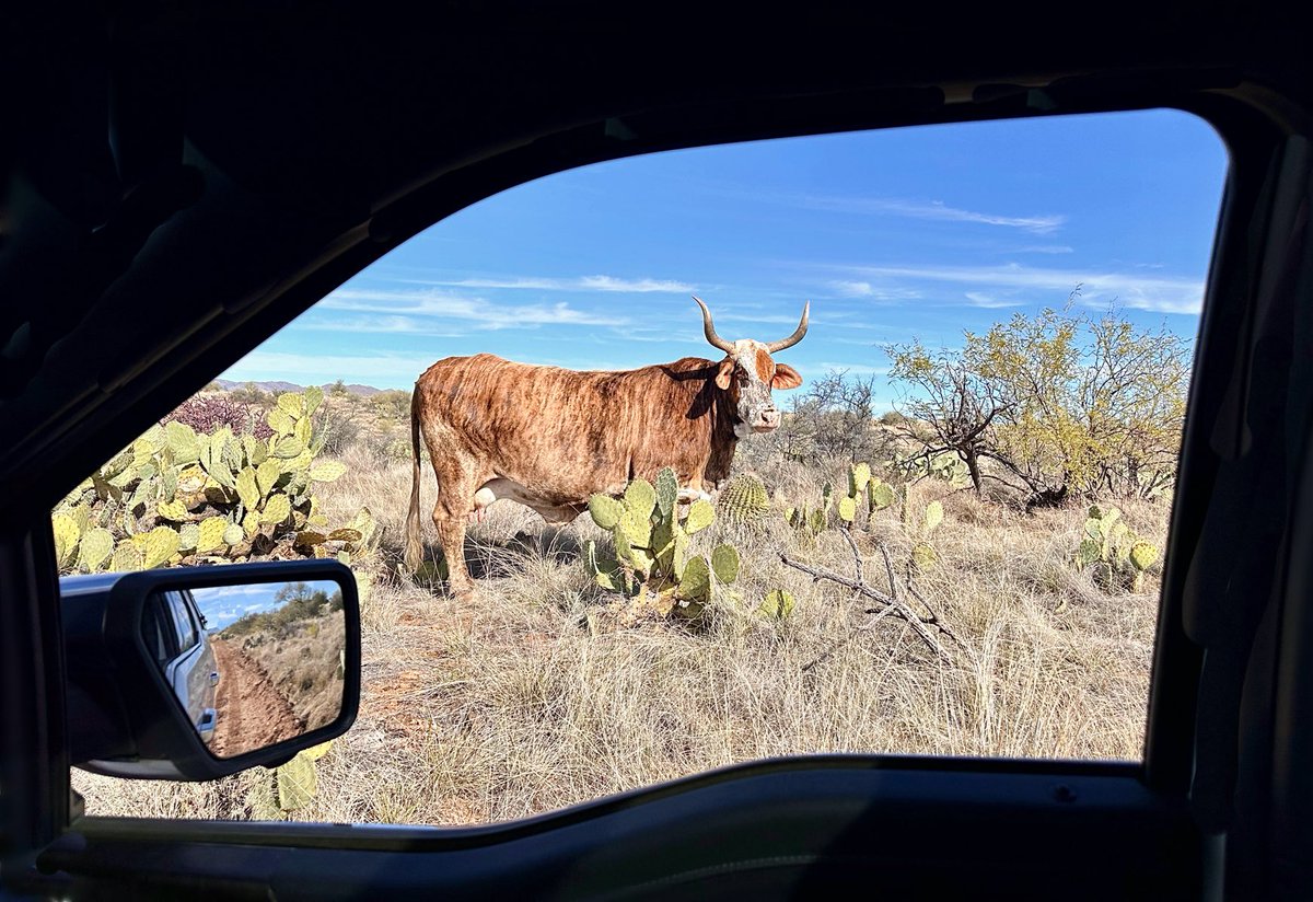 JeffHintz's tweet photo. Driving in the Desert today and this Girl wanted her picture taken! https://t.co/PaV2tVtObo