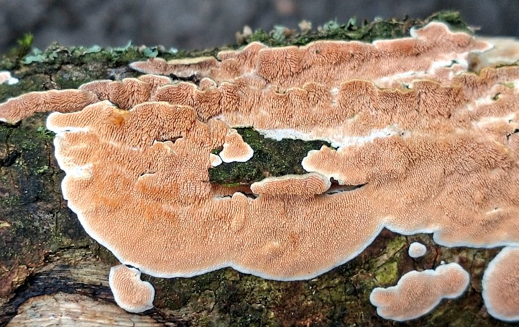 A very pore shot from #christmaseve walk 😁 #fungi #mushrooms #mushroomhunting #mycology #mushroomoftheday #Wednesdayvibe