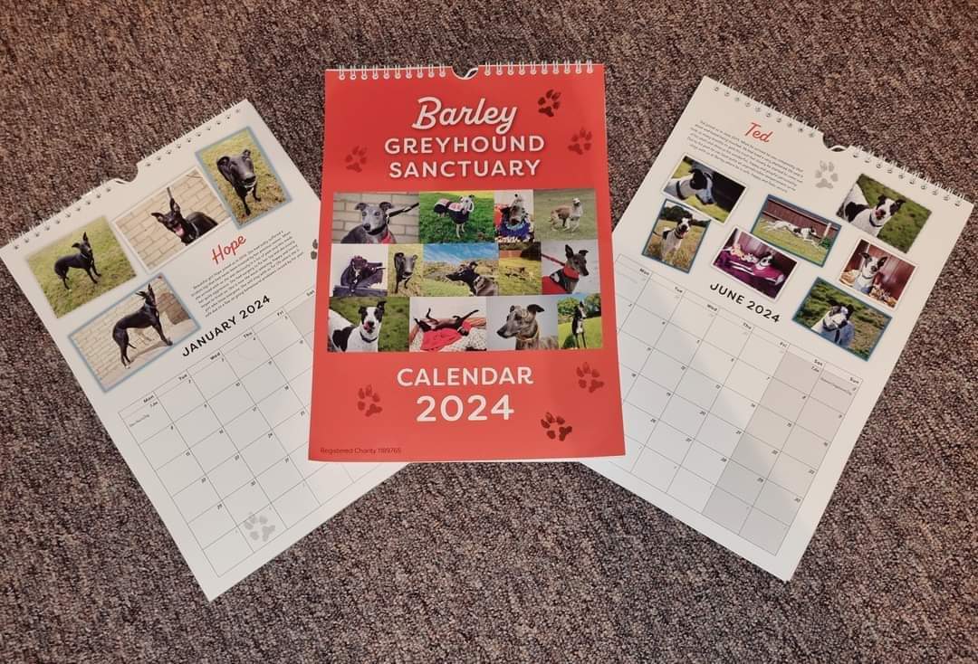 Barley Greyhound Sanctuary tweet media