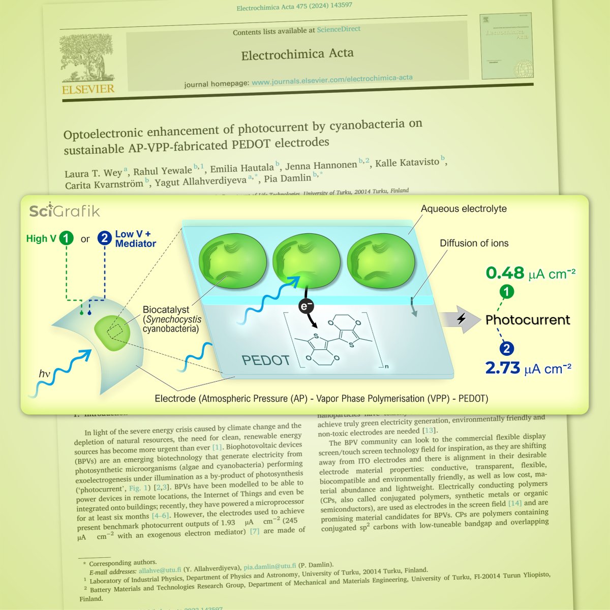 Congrats to <a href="/PhotoMicrobes/">Photosynthetic Microbes</a> team 🇫🇮, led by @YagutRinne, on their latest article in Electrochim Acta! They've tapped into photocurrent from cyanobacteria with PEDOT electrodes! The article by <a href="/lauratwey/">Laura T. Wey</a> &amp; team is here👉: doi.org/10.1016/j.elec…. 
Thanks for using <a href="/SciGrafik/">Dmitry Shevela 🇺🇦</a> 🇸🇪!