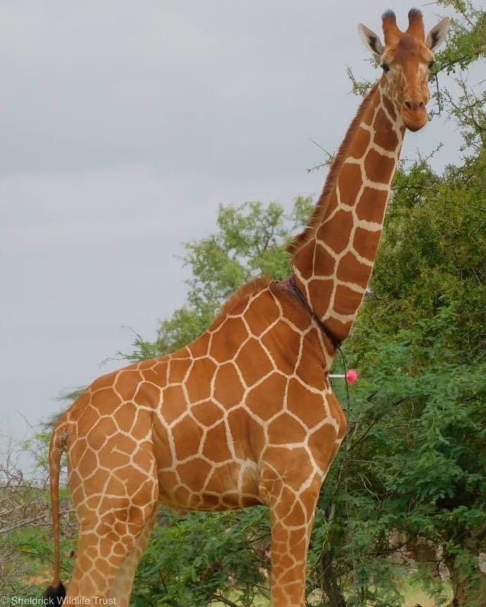 Sheldrick Wildlife Trust tweet media