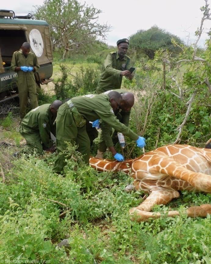 Sheldrick Wildlife Trust tweet media