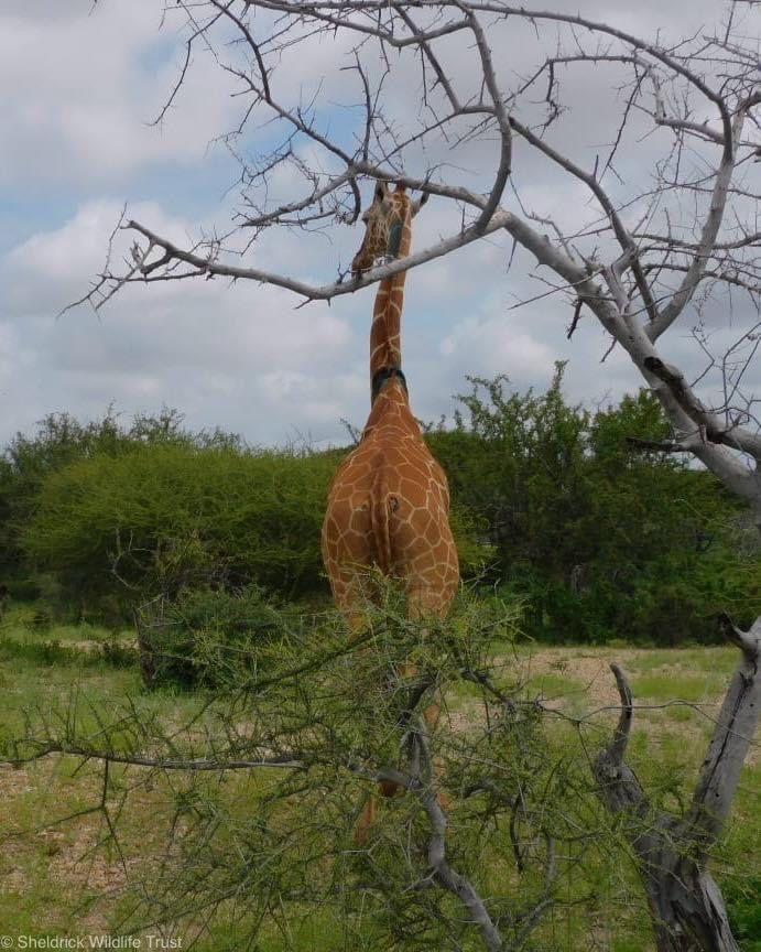 Sheldrick Wildlife Trust tweet media