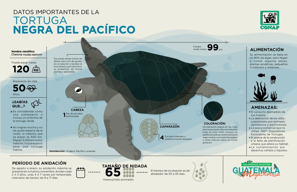 😀¡Yo me sumo, protejo las #TortugasMarinas y sus huevos 🐢💚!

¡Conoce datos importantes de la Tortuga #NegraDelPacífico!

¡Valoremos nuestra #GuatemalaMegadiversa 🇬🇹!