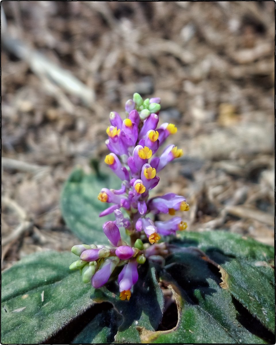 NaufragoToni's tweet photo. #𝑷𝒐𝒍𝒚𝒈𝒂𝒍𝒂 𝒍𝒂𝒕𝒐𝒖𝒄𝒉𝒆𝒊 Franch. (1899)
Subshrubs 10-20 cm tall.
Forests, rocky areas, grasslands, mountain slopes; (100-)700-1300 m. Fujian, Guangdong, Guangxi, Jiangxi, Zhejiang (endemic to SE China).
Nankunshan N.F.P., Guangdong.
📷Huang Runcheng 2017
#Polygalaceae https://t.co/NDUodEXzDV