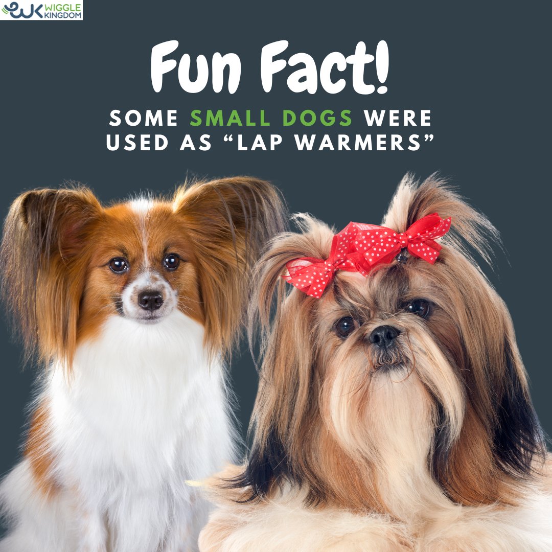 🐶💗 From castle lap warmers to modern-day heart warmers! Did you know breeds like Papillons & Shih Tzus were once cuddly 'heaters' in chilly castles? 

Share your snuggly pup pics! 

#LapWarmers #DogHistory #CuddleCompanions #SmallDogLove #ToyBreeds