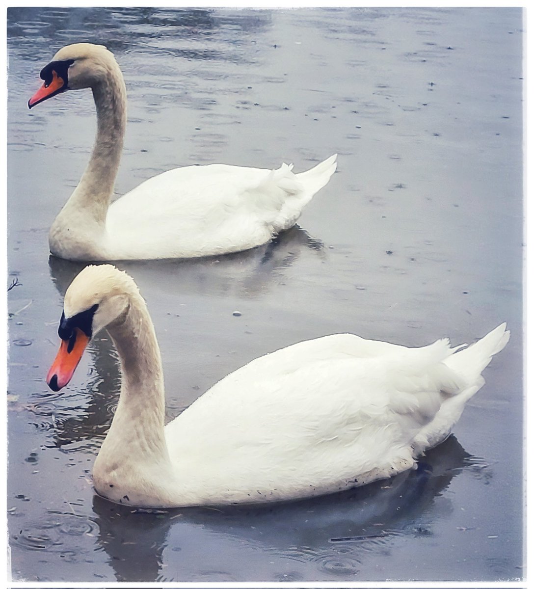Twice as nice #twins #Swans #duo #BirdsOfTwitter #birds @BirderBro @BirdsByStiofan @WestOzPhoto @CampervanPhoto @Felinedoggeous @naturephotos55 @Britnatureguide @azgibsonz @UsmanShahid344 @admired_art @DorsetWildlife #riverstour #naturereserve #River #outdoors