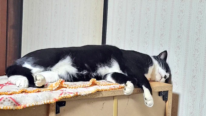 頭ごっちんこぬこ 