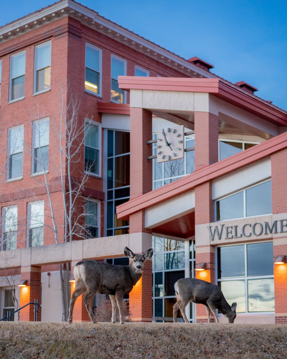 WesternColoU's tweet photo. While most of us have been home enjoying the holidays, the deer have been enjoying the peace and quiet on campus. 🦌🌟 https://t.co/ejCFNBkEmT