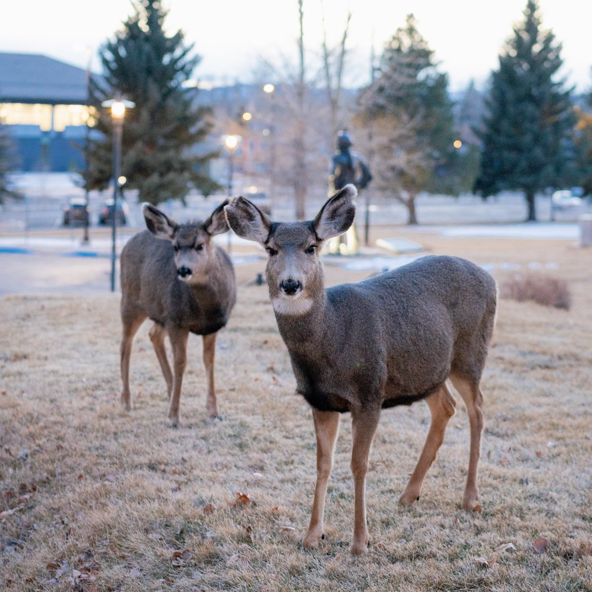 While most of us have been home enjoying the holidays, the deer have been enjoying the peace and quiet on campus. 🦌🌟