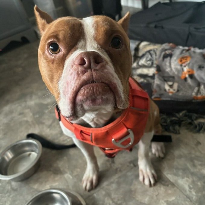 Keith Olbermann's Dogs tweet media