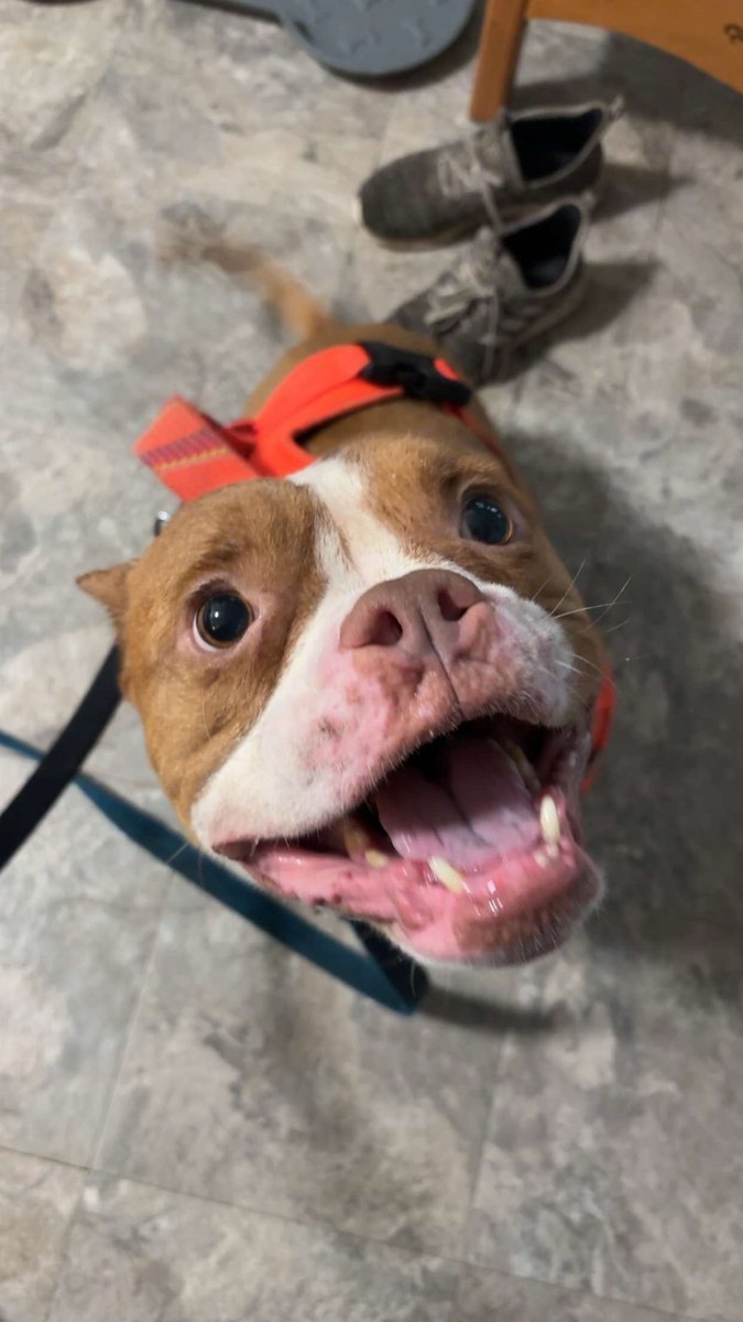 Keith Olbermann's Dogs tweet media