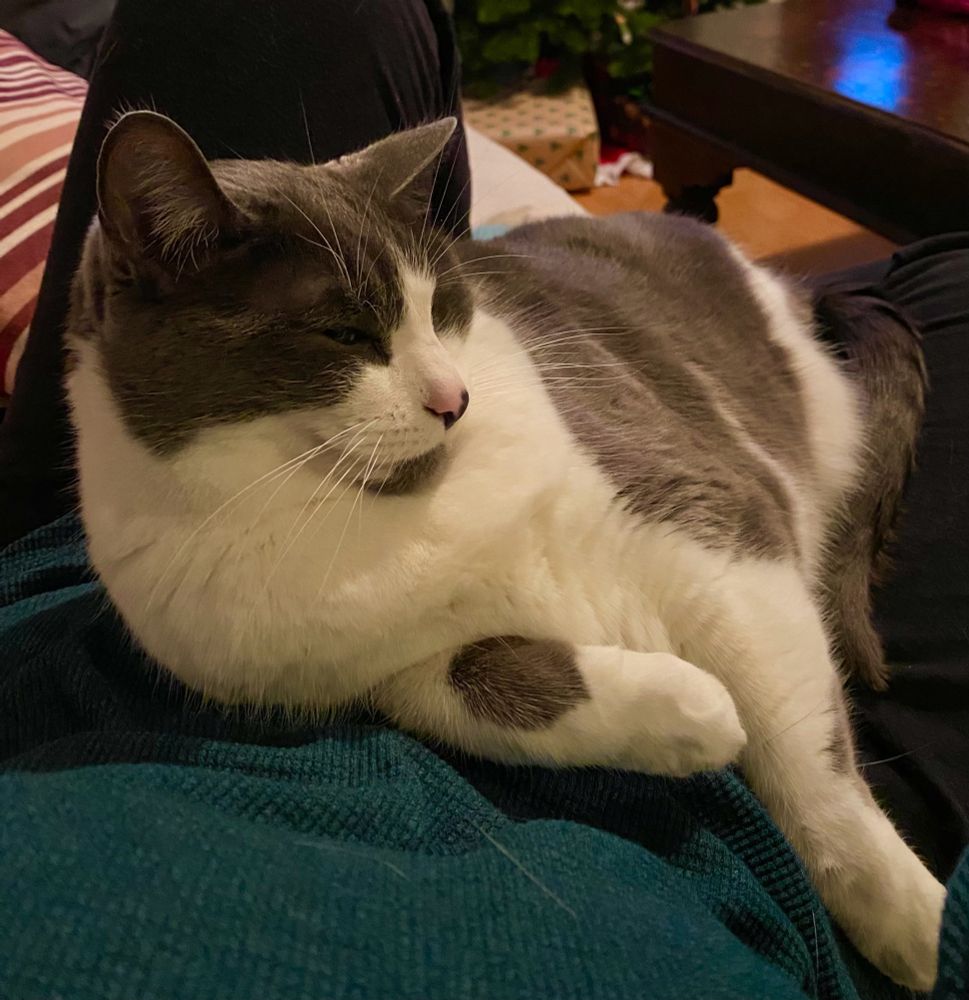 Meet Freddie Mercury, #StetPet editorial assistant of Seattle Guild member @christykarras. 'Sorry, can’t move…purring cat on lap…'