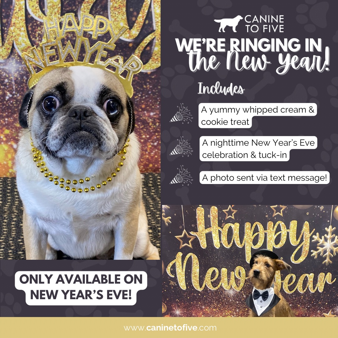 2024 is in 5 days? I think we can all relate to Pippa the Pug’s expression 😳😅

If your dog is spending the night with us this weekend, opt for the New Year’s Eve Treat &amp; Tuck-in! We’ll celebrate with your pup and spoil them with treats and snuggles 🥰 #HappyNewYear