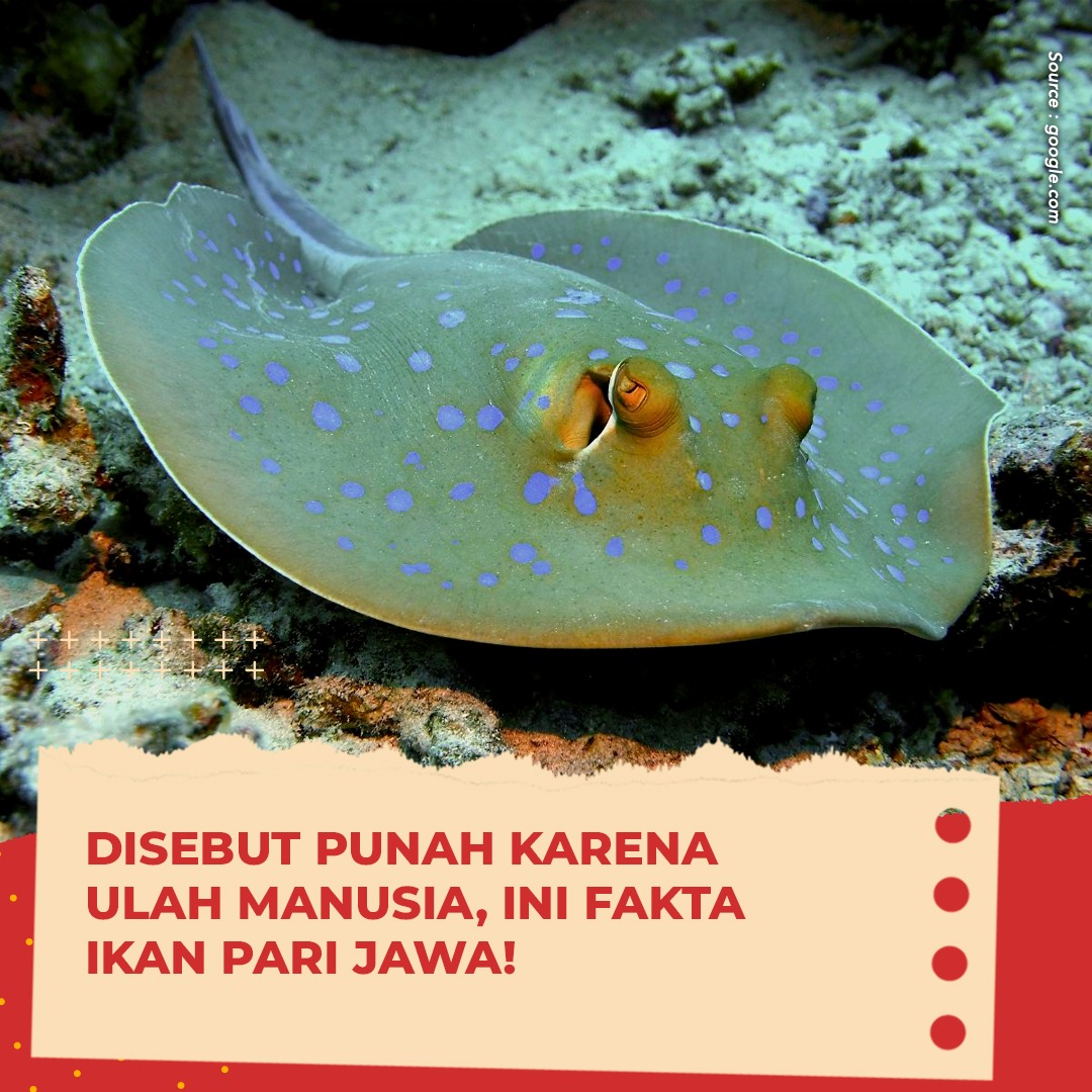 trans7club's tweet image. Baru-baru ini Ikan Pari Jawa dinyatakan punah. Kepunahannya ini diyakini disebabkan oleh aktivitas dan campur tangan manusia😢

Baca selengkapnya di bit.ly/3RZxMqc

#TRANS7Update #Sobat7JadiTau #IkanPariJawa #Punah #Hewanlangka