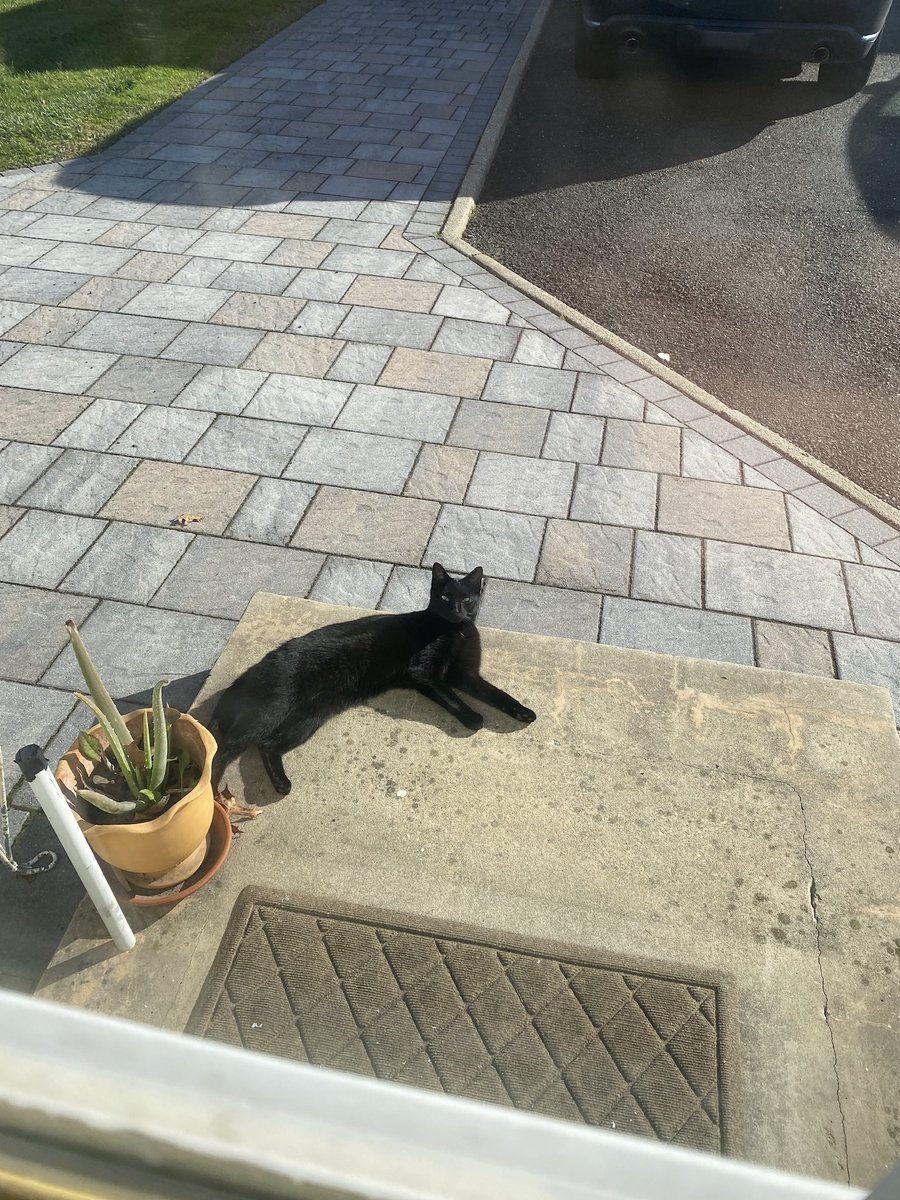 MegaMegaa's tweet photo. Come back kitty cat https://t.co/TvwFrAotG5