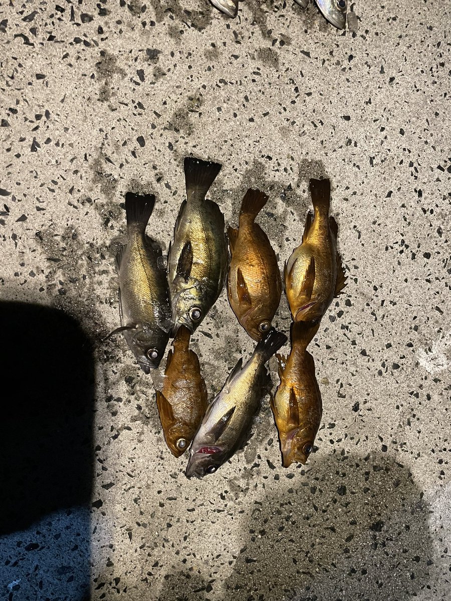 OSIDE78638067's tweet photo. 釣り納め🥹
数出なかった🥲 https://t.co/0ooOcde8EF