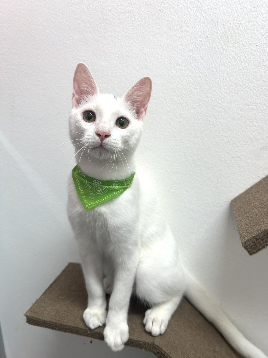 Hola !! Ramoncito y Copito están buscando familia desde hace muchos meses . Nos ayudan a difundir ? <a href="/VivireNuevaCba/">VivirenNuevaCórdoba®</a> 
Quien esté interesado/a en adoptarlos pueden comunicarse con Juli al 3517657884