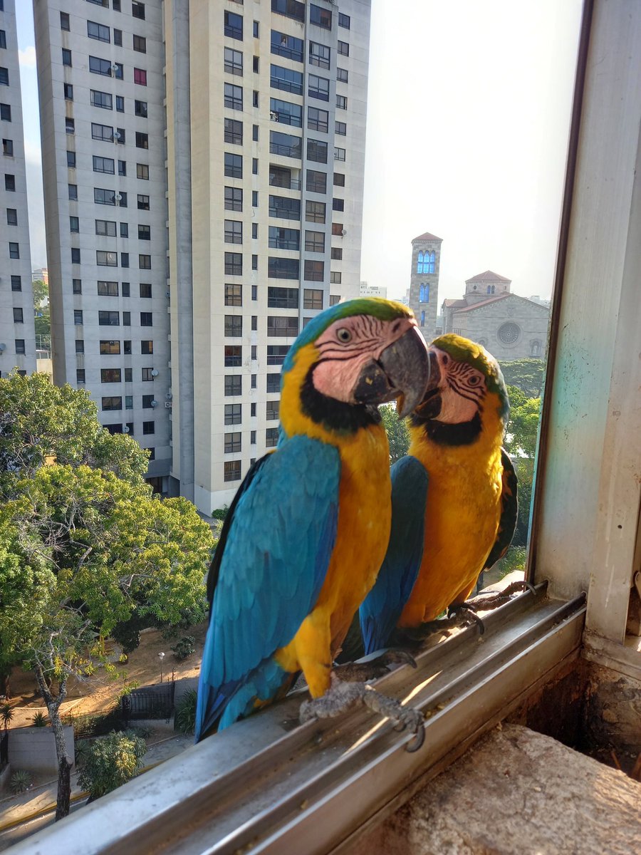 karelisjvc's tweet photo. 🎄🦜Relato Guaquis🦜🎄

Dos turnos...

🌻La mañana, luego de bañarme, en toalla 🤣🤭 empezaron los aterrizajes...eran unas cuantas; pero en realidad se quedaron a comer:

🪶Las morochitas
🪶Rubí
🪶Dos bellezas

Sigue...⤵️

📽📸 #guacamaya #macaw #parrot #landscape #nature https://t.co/wQsqrSux4n