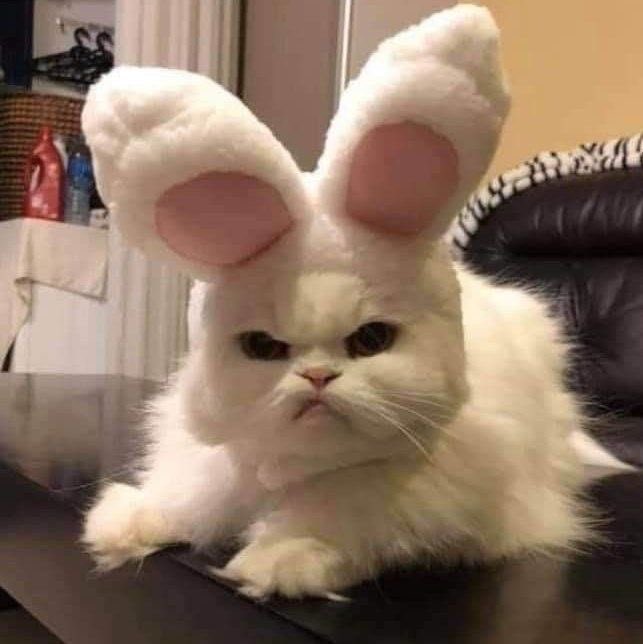 FunnyxCats's tweet photo. Am I a rabbit? 🐰 https://t.co/pbZm5ZKOEK
