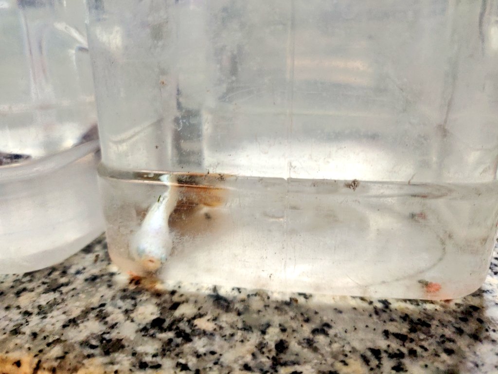 maaa_thildou's tweet photo. @Truffaut une fois de plus c'est une honte dans laquelle ces poissons sont vendus... abstenez vous plutôt que de faire ça... meme dans les soi-disant bacs adaptés qu'ils sont tristes... au truffaut Montpellier
t'en penses quoi @poissonrougefr  ? https://t.co/lATnBpicKx