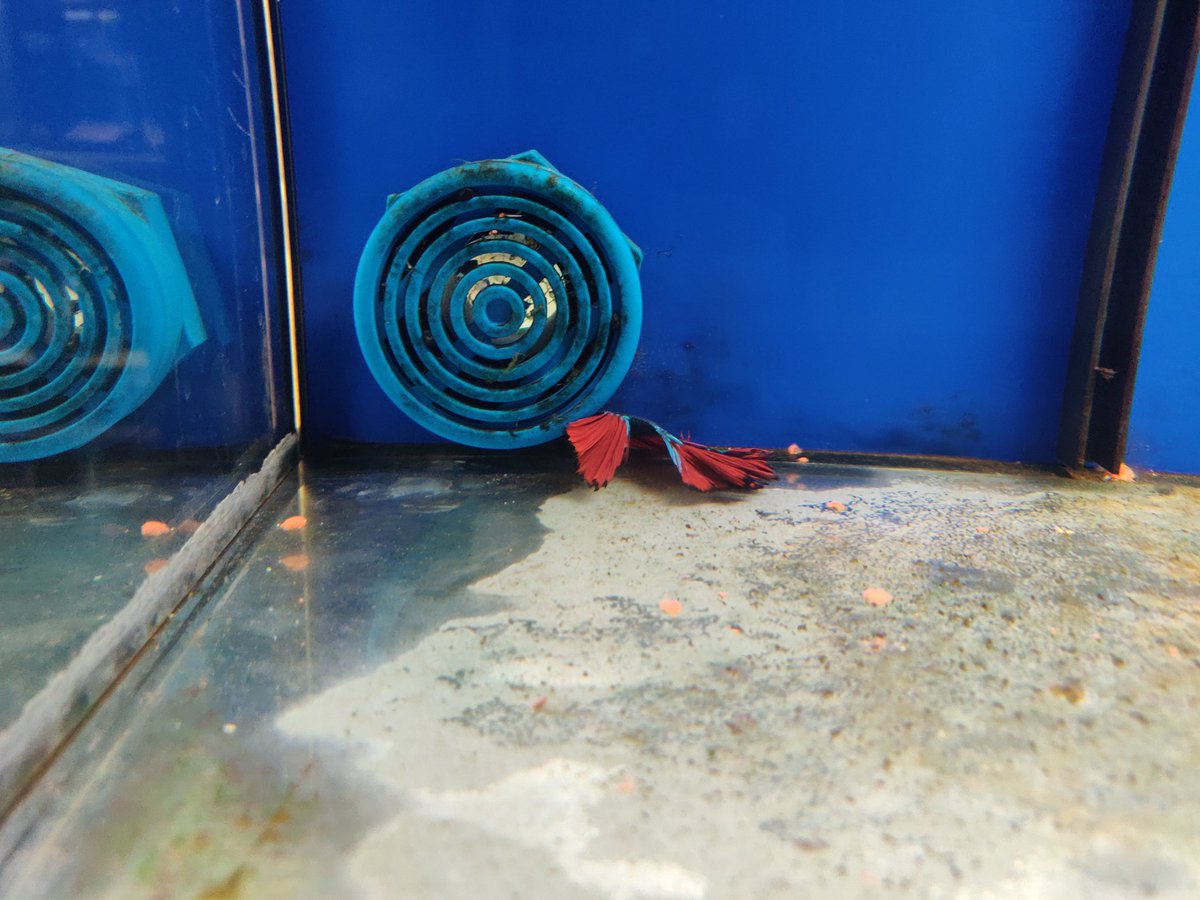 maaa_thildou's tweet photo. @Truffaut une fois de plus c'est une honte dans laquelle ces poissons sont vendus... abstenez vous plutôt que de faire ça... meme dans les soi-disant bacs adaptés qu'ils sont tristes... au truffaut Montpellier
t'en penses quoi @poissonrougefr  ? https://t.co/lATnBpicKx