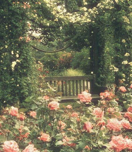Betty's garden ☁️ tweet media