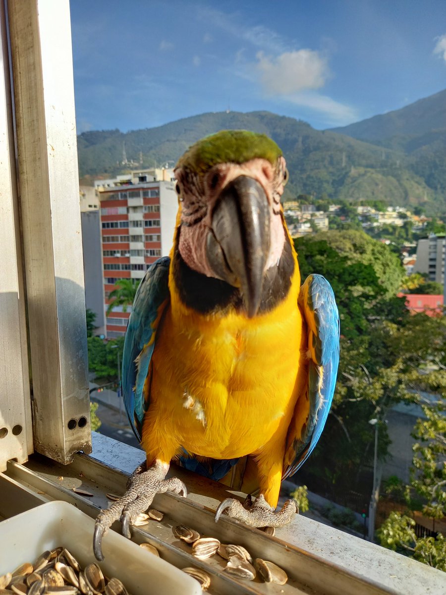 karelisjvc's tweet photo. 🎄🦜Relato Guaquis🦜🎄

Dos turnos...

🌻La mañana, luego de bañarme, en toalla 🤣🤭 empezaron los aterrizajes...eran unas cuantas; pero en realidad se quedaron a comer:

🪶Las morochitas
🪶Rubí
🪶Dos bellezas

Sigue...⤵️

📽📸 #guacamaya #macaw #parrot #landscape #nature https://t.co/wQsqrSux4n