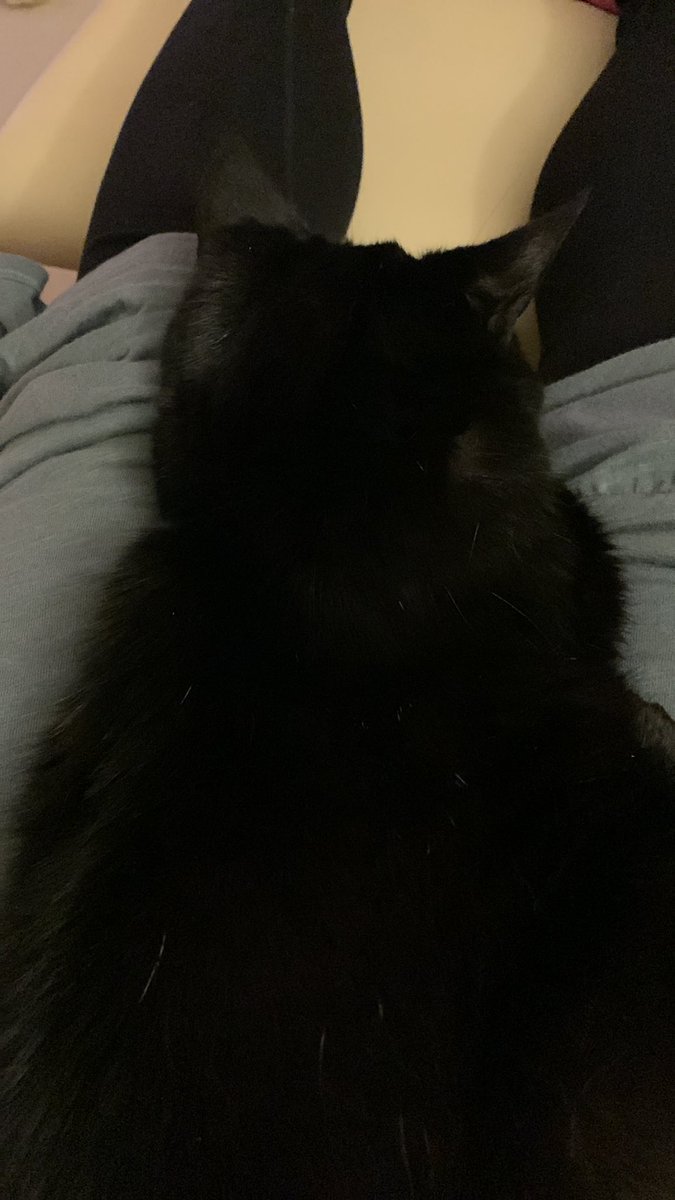 sakura07616643's tweet photo. 引き続き義実家猫に最も愛される嫁No.1記録更新中
#ねこ https://t.co/Qq1HxghpJe