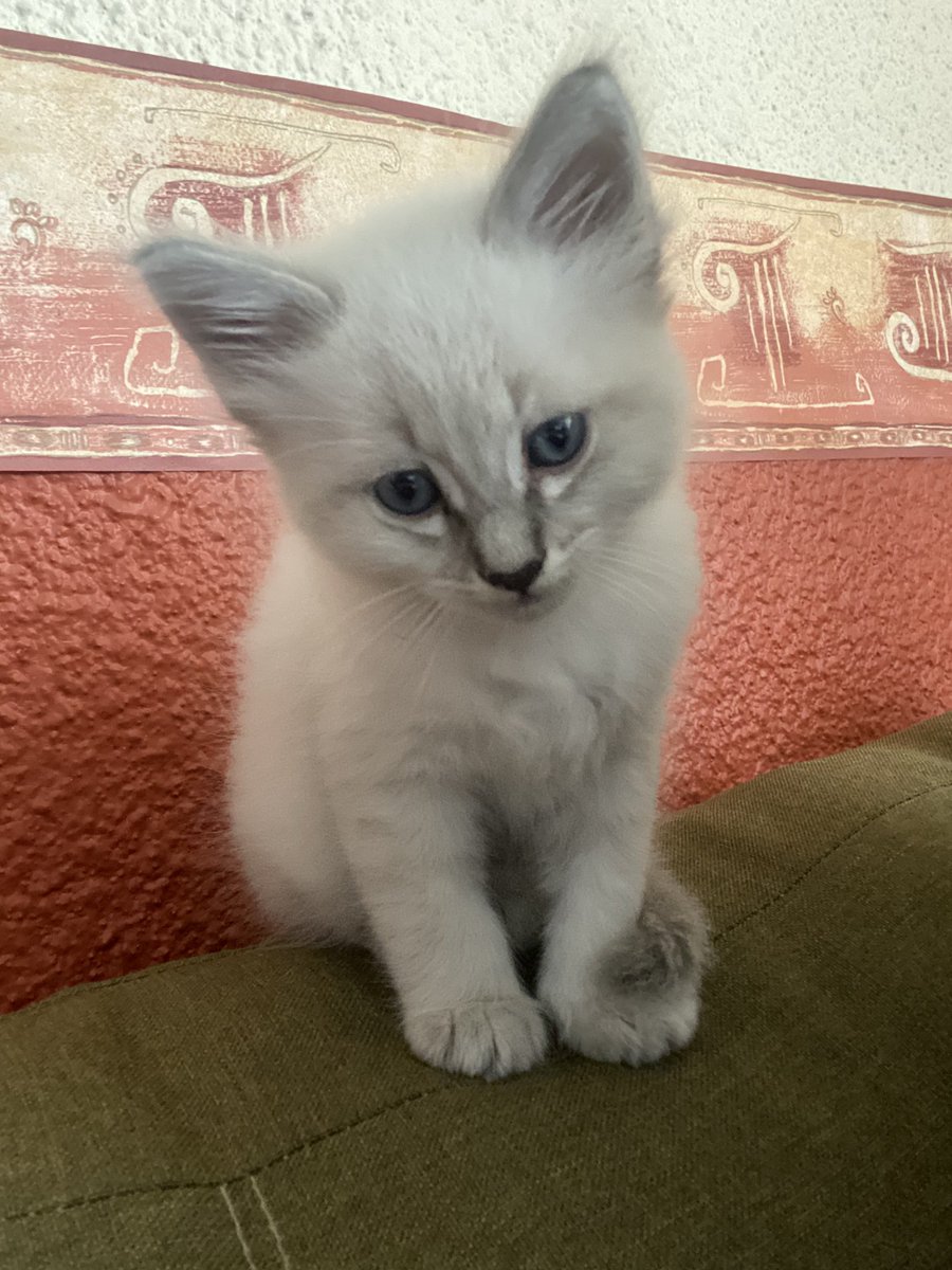 graneid's tweet photo. Gato Bellako !!! https://t.co/GvsNppNivh