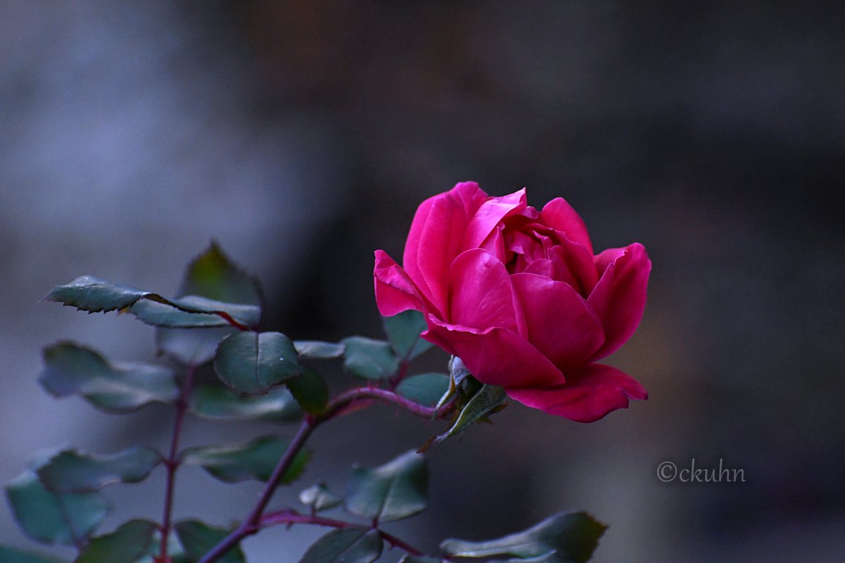 #RoseWednesday #RoseADay #FlowerPhotography #Flowers #NaturePhotography #Nature #Gardening